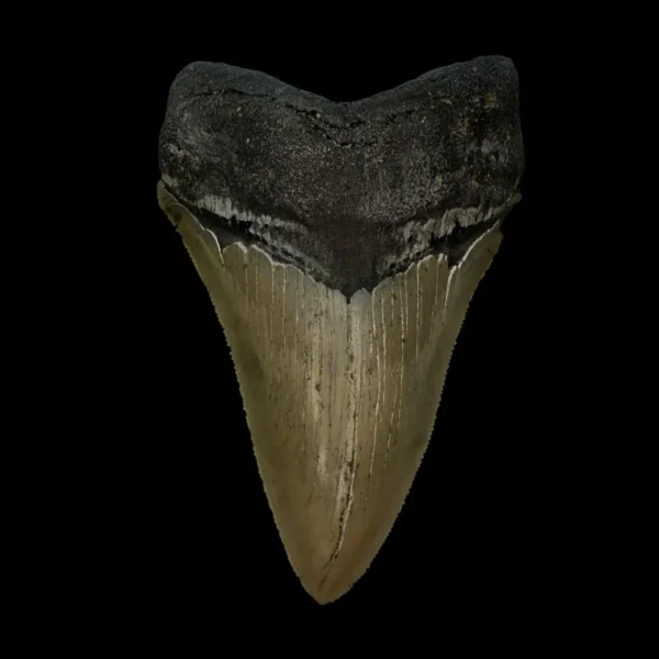 4.45" Serrated Megalodon Tooth Fossil