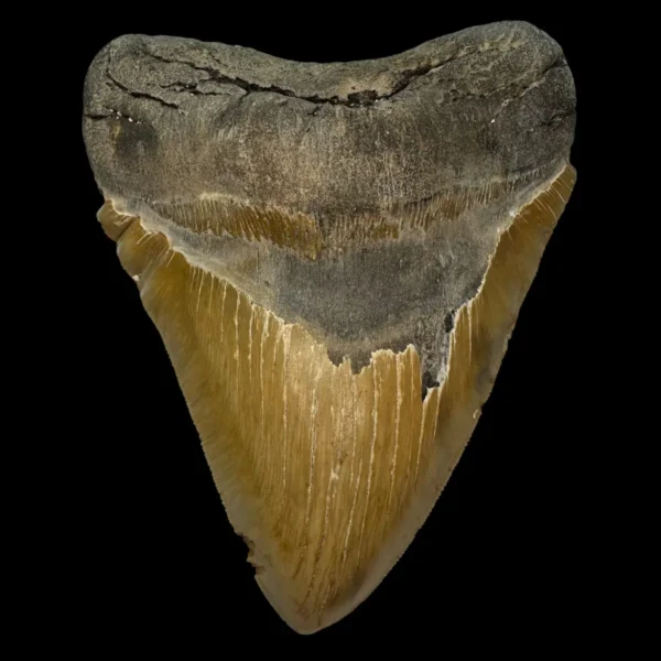 5.82" Serrated Megalodon Tooth Fossil