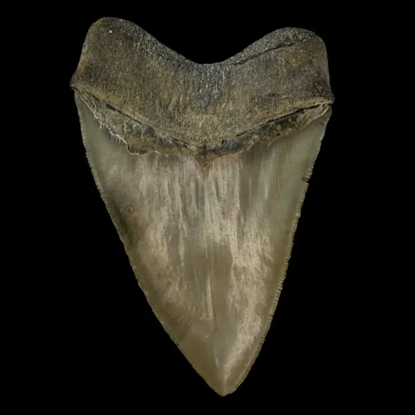 5.19" Serrated Megalodon Tooth Fossil - Image 2