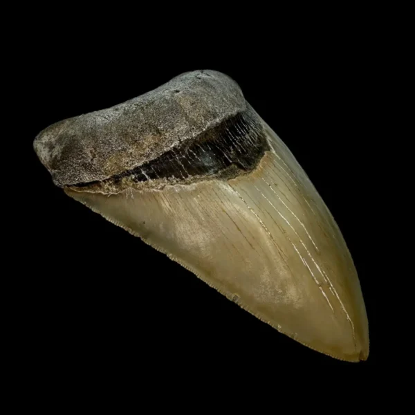 5.19" Serrated Megalodon Tooth Fossil - Image 4
