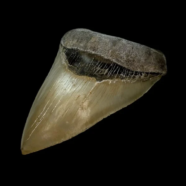5.19" Serrated Megalodon Tooth Fossil - Image 3