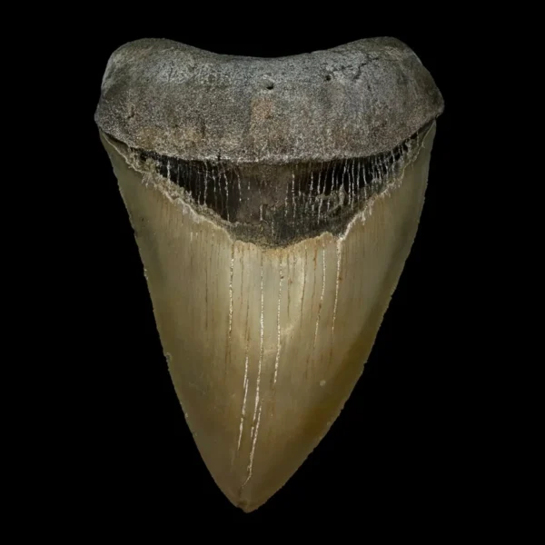 5.19" Serrated Megalodon Tooth Fossil