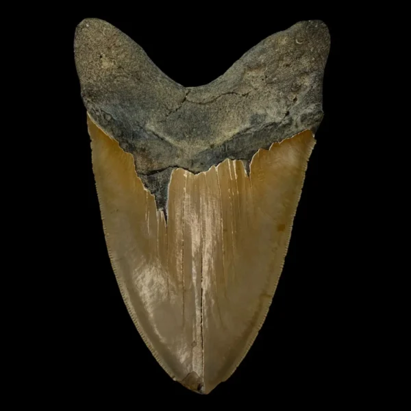5.88" Serrated Megalodon Tooth Fossil - Image 2