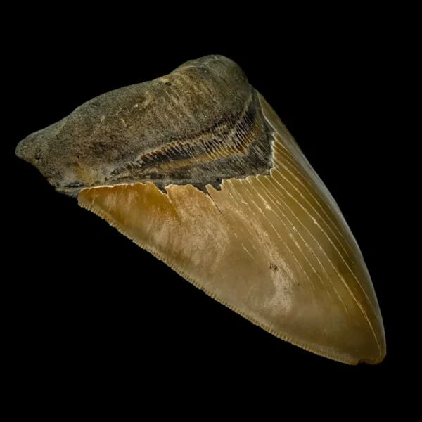 5.88" Serrated Megalodon Tooth Fossil - Image 4