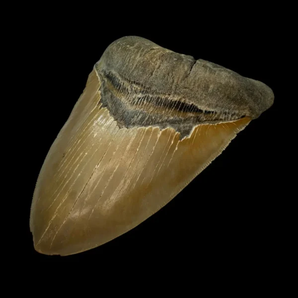 5.88" Serrated Megalodon Tooth Fossil - Image 3