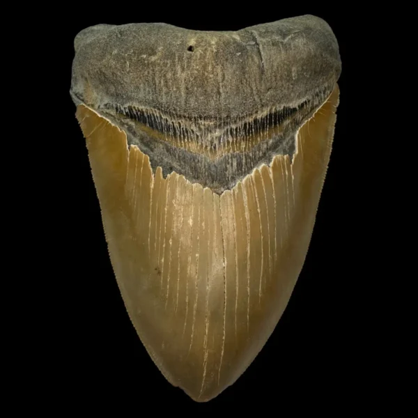 5.88" Serrated Megalodon Tooth Fossil