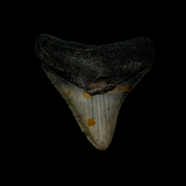 3.03" Megalodon Tooth Fossil