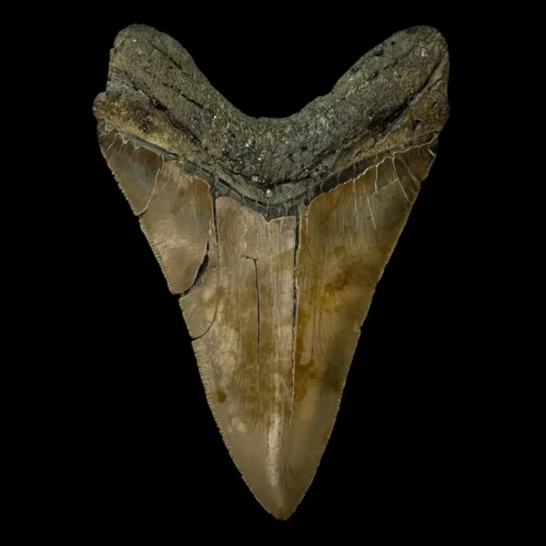 5.61" Serrated Megalodon Tooth Fossil - Image 2