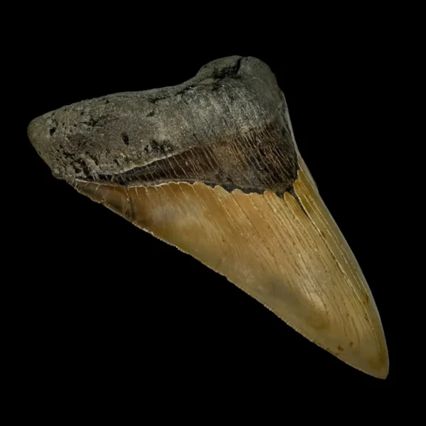 5.61" Serrated Megalodon Tooth Fossil - Image 4