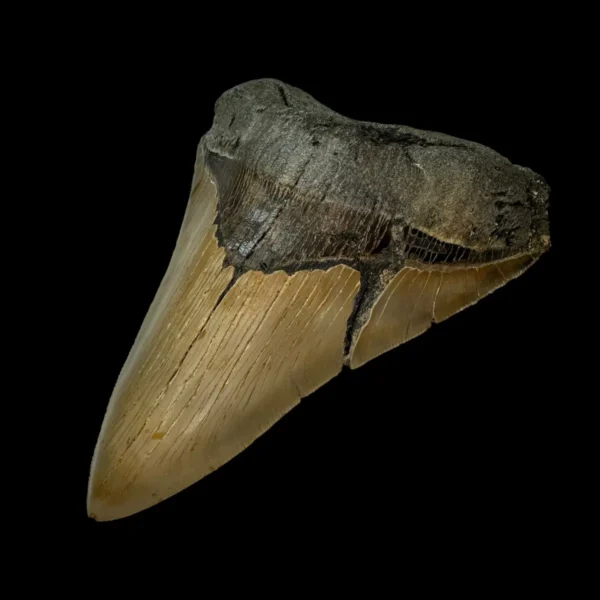 5.61" Serrated Megalodon Tooth Fossil - Image 3