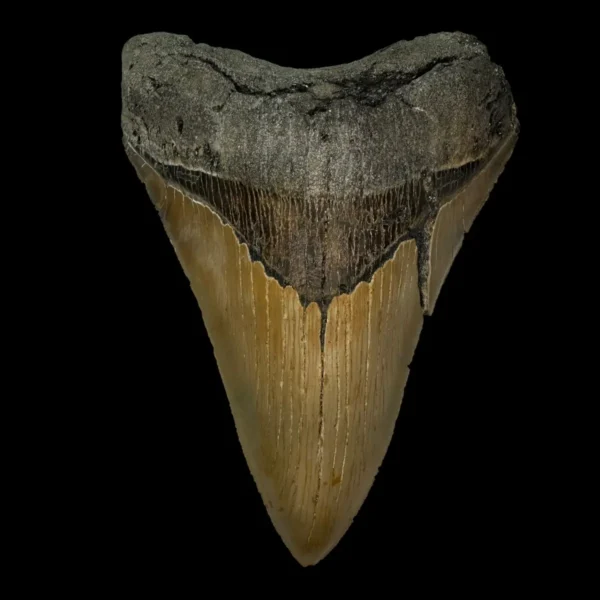 5.61" Serrated Megalodon Tooth Fossil