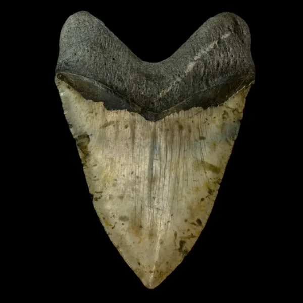 5.91" Serrated Megalodon Tooth Fossil - Image 2