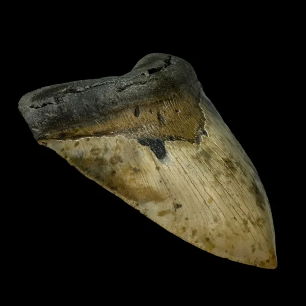 5.91" Serrated Megalodon Tooth Fossil - Image 4