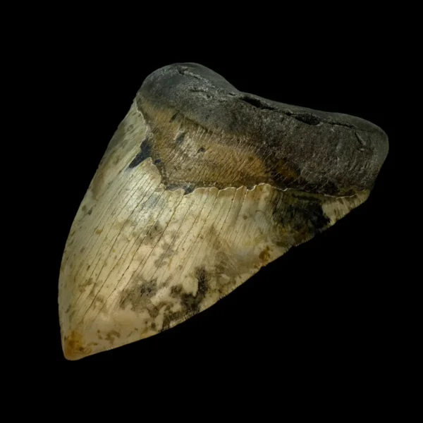 5.91" Serrated Megalodon Tooth Fossil - Image 3