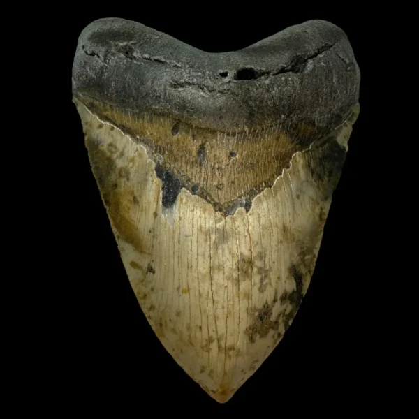 5.91" Serrated Megalodon Tooth Fossil