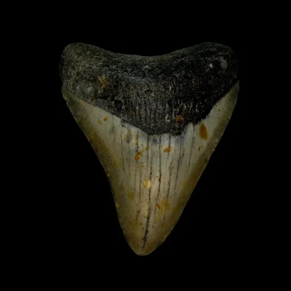 3.44" Megalodon Tooth Fossil