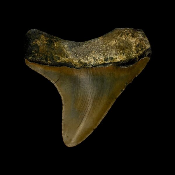 3.14" Megalodon Tooth Fossil - Image 2