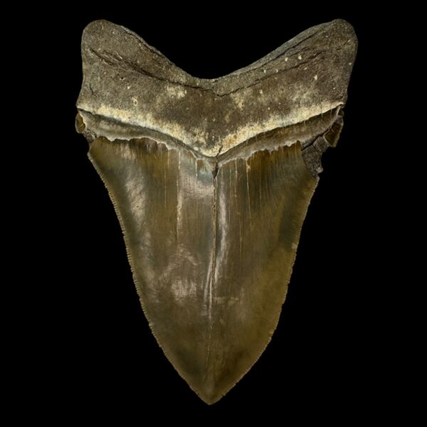 5.67" Serrated Megalodon Tooth Fossil - Image 2