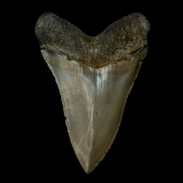 5.23" Serrated Megalodon Tooth Fossil - Image 2