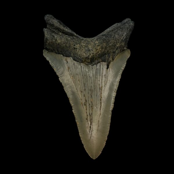 3.50" Serrated Megalodon Tooth Fossil - Image 2