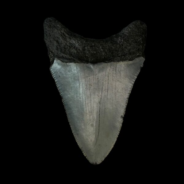 3.16" Megalodon Tooth Fossil - Image 2
