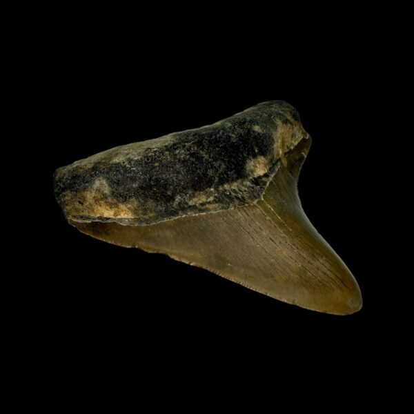 3.14" Megalodon Tooth Fossil - Image 4