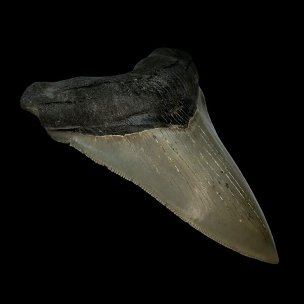 5.23" Serrated Megalodon Tooth Fossil - Image 4
