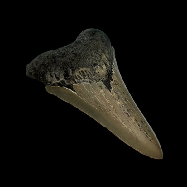 3.50" Serrated Megalodon Tooth Fossil - Image 4
