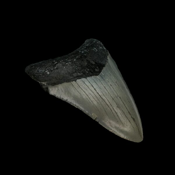 3.16" Megalodon Tooth Fossil - Image 4