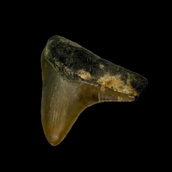 3.14" Megalodon Tooth Fossil - Image 3