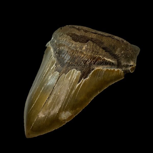 5.67" Serrated Megalodon Tooth Fossil - Image 3