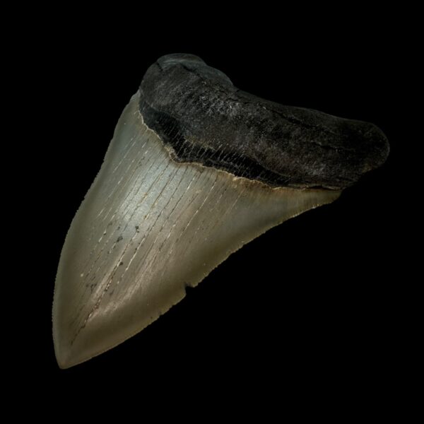5.23" Serrated Megalodon Tooth Fossil - Image 3