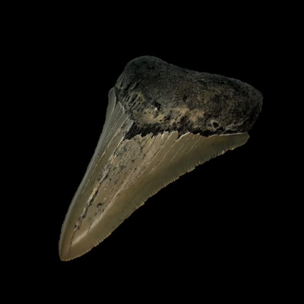 3.50" Serrated Megalodon Tooth Fossil - Image 3