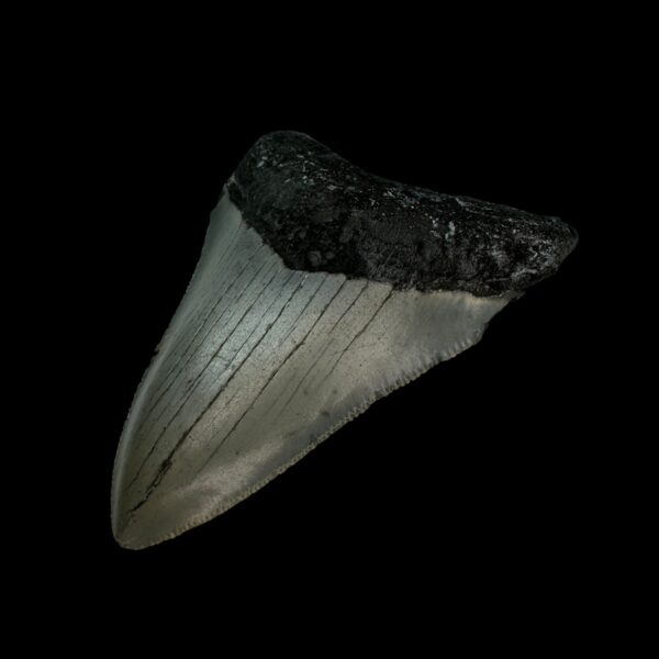 3.16" Megalodon Tooth Fossil - Image 3