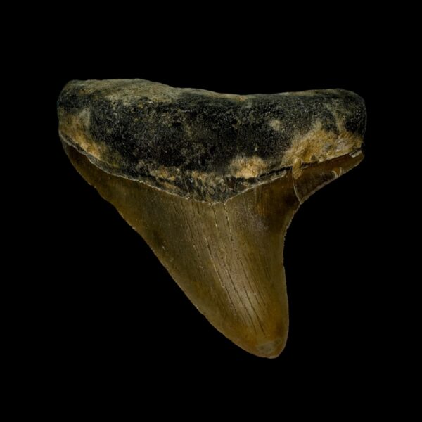 3.14" Megalodon Tooth Fossil