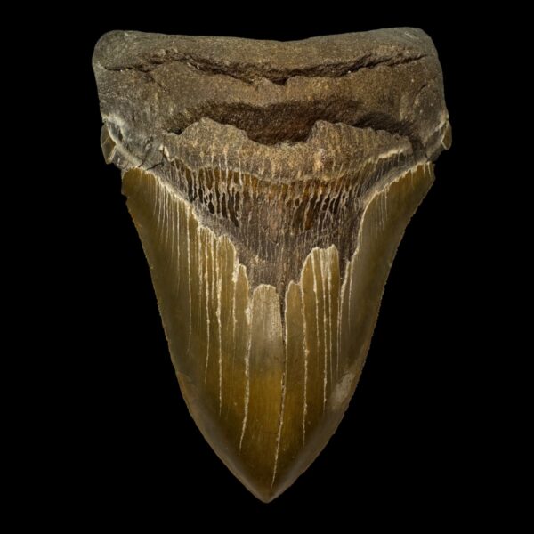 5.67" Serrated Megalodon Tooth Fossil