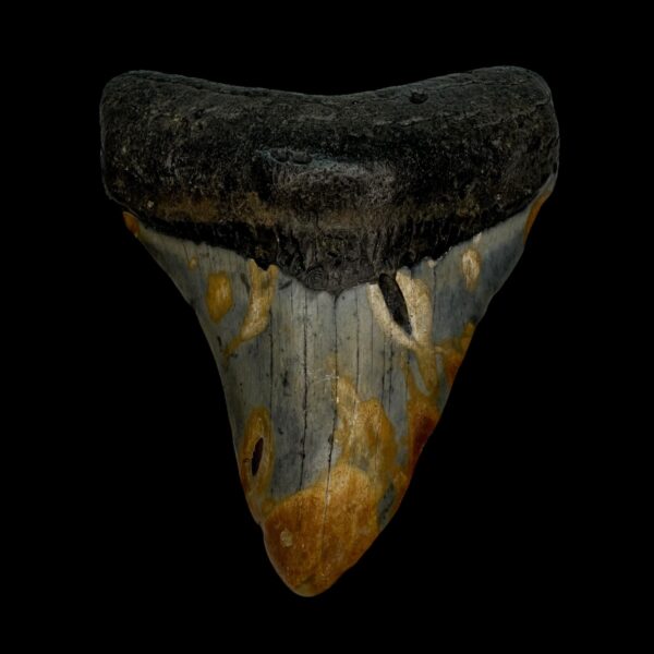 3.77" Megalodon Tooth Fossil
