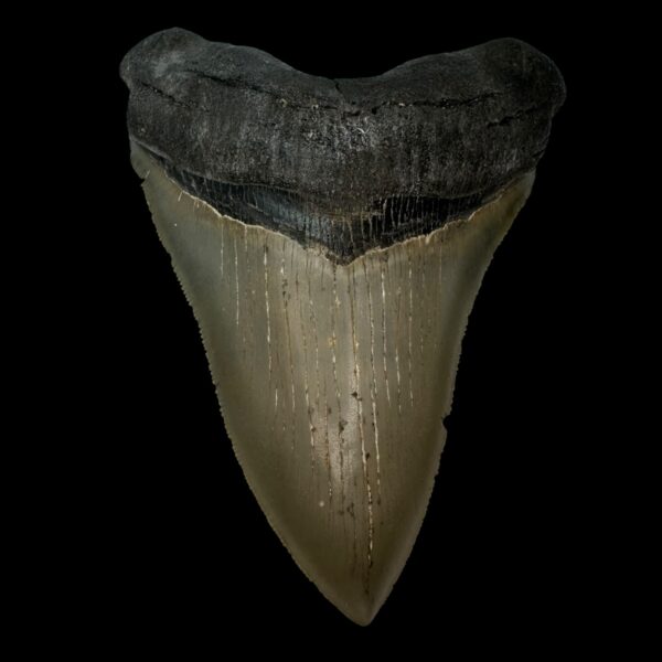 5.23" Serrated Megalodon Tooth Fossil