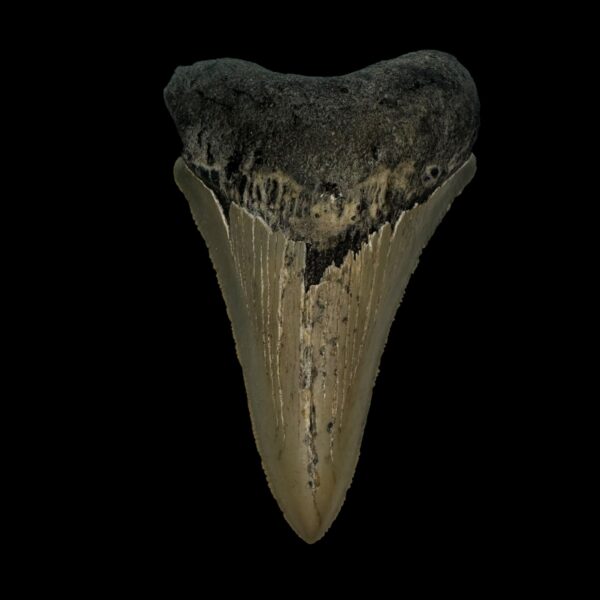 3.50" Serrated Megalodon Tooth Fossil
