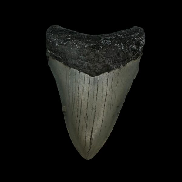 3.16" Megalodon Tooth Fossil