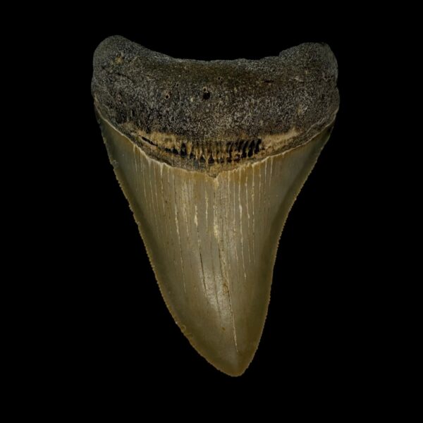 3.61" Serrated Megalodon Tooth Fossil