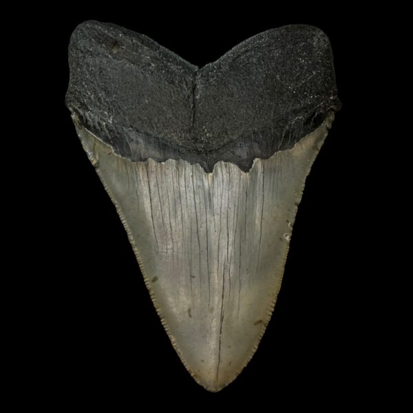 5.01" Serrated Megalodon Tooth Fossil - Image 2