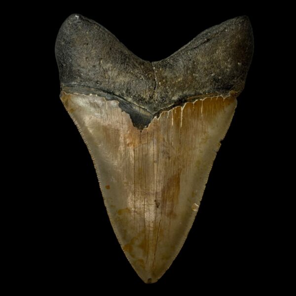 5.28" Serrated Megalodon Tooth Fossil - Image 2