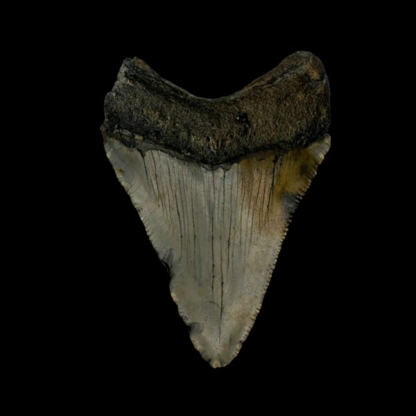 3.00" Megalodon Tooth Fossil - Image 2