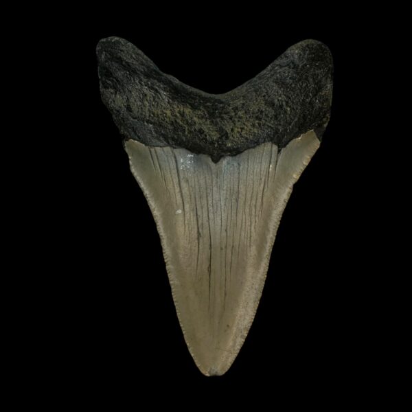 3.43" Megalodon Tooth Fossil - Image 2
