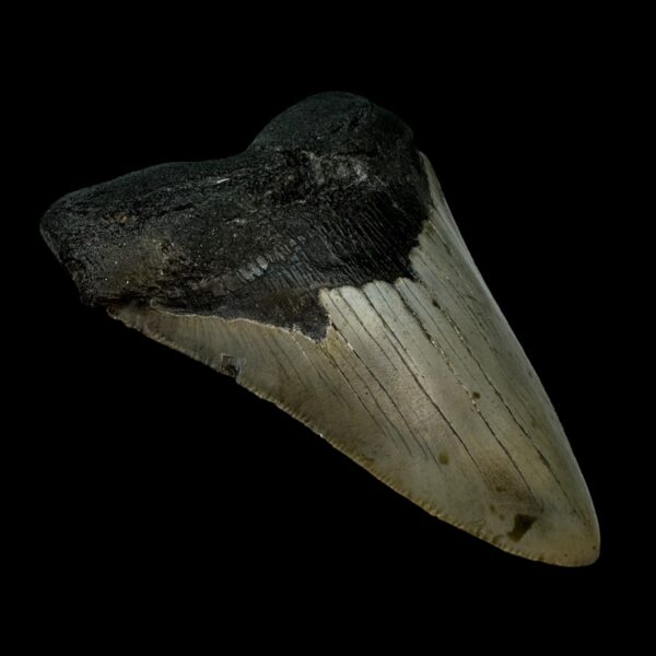 5.01" Serrated Megalodon Tooth Fossil - Image 4