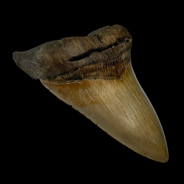 5.28" Serrated Megalodon Tooth Fossil - Image 4