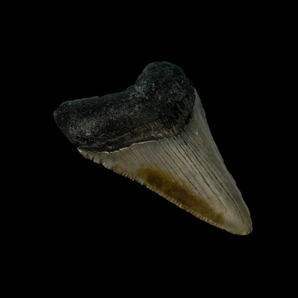 3.00" Megalodon Tooth Fossil - Image 4