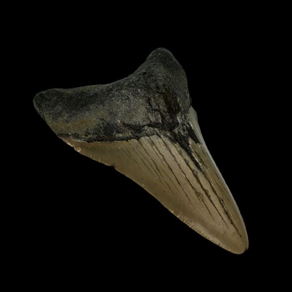 3.43" Megalodon Tooth Fossil - Image 4