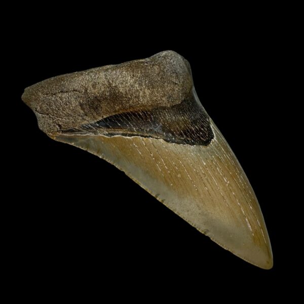 4.42" Serrated Megalodon Tooth Fossil - Image 4